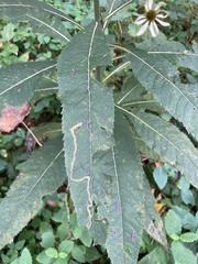 Liriomyza eupatoriella