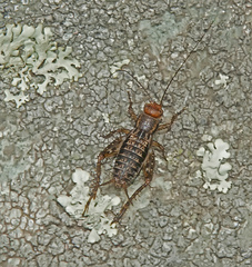 Allonemobius fasciatus