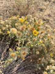 Heterotheca villosa