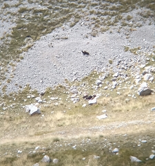 Gypaetus barbatus