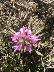 Pedicularis