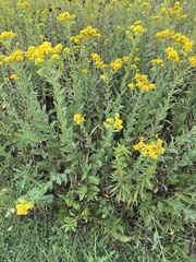 Solidago rigida