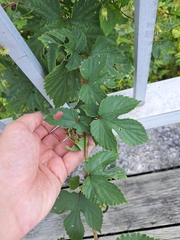 Humulus lupulus