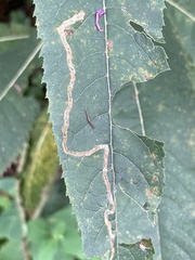 Liriomyza eupatoriella