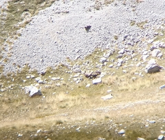 Gypaetus barbatus