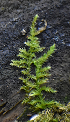 Kindbergia praelonga