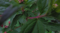 Eupatorium cannabinum