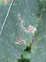 Liriomyza eupatoriella