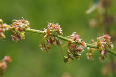 Rumex