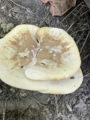 Bondarzewia berkeleyi