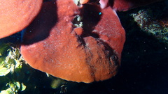 Petrosia pellasarca