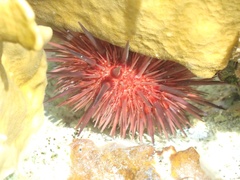 Echinometra lucunter