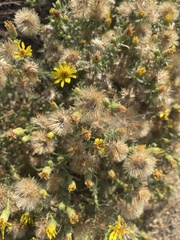 Heterotheca villosa