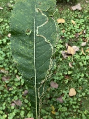 Liriomyza eupatoriella