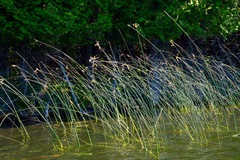 Schoenoplectus acutus