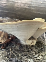 Bondarzewia berkeleyi
