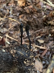 Xylaria longipes