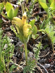 Pedicularis capitata