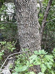 Fraxinus albicans
