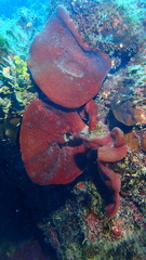 Petrosia pellasarca