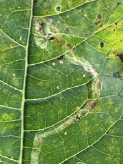 Liriomyza eupatoriella