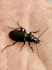 Pterostichus niger