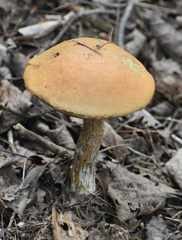 Leccinum insigne