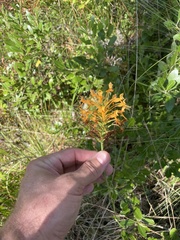 Platanthera ciliaris