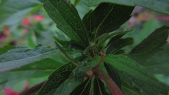 Eupatorium cannabinum