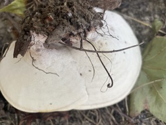 Bondarzewia berkeleyi