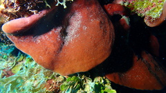 Petrosia pellasarca