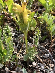 Pedicularis capitata