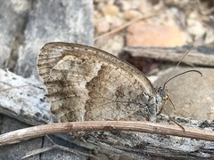 Pyronia cecilia