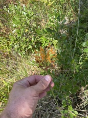 Platanthera ciliaris