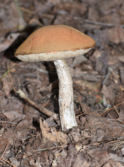 Leccinum insigne