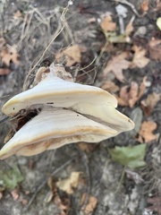 Bondarzewia berkeleyi