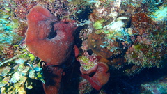 Petrosia pellasarca