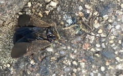 Anasa tristis