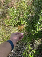 Platanthera ciliaris