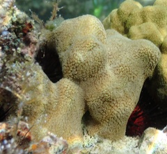 Porites