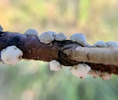 Ceroplastes