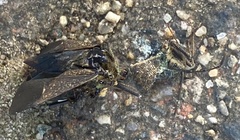 Anasa tristis