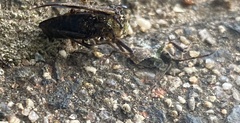 Anasa tristis
