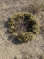 Heterotheca villosa