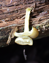 Tricholomopsis decora