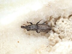 Sericotrogus subaenescens