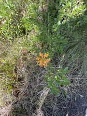 Platanthera ciliaris