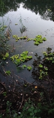 Pistia stratiotes