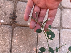 Heliotropium europaeum