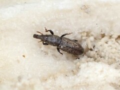 Sericotrogus subaenescens